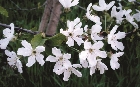images/nature/15.jpg