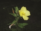 images/nature/2.jpg