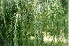 images/nature/22.jpg