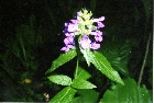 images/nature/25.jpg