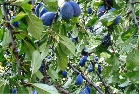 images/nature/27.jpg