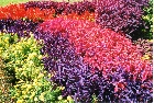 images/nature/31.jpg