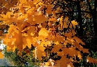 images/nature/34.jpg