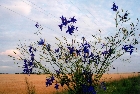 images/nature/35.jpg