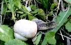images/nature/36.jpg