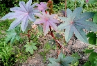 images/nature/38.jpg