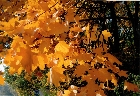 images/nature/40.jpg
