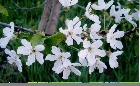 images/nature/41.jpg