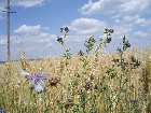 images/nature/5.jpg