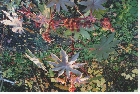 images/nature/57.jpg