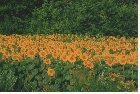 images/nature/61.jpg