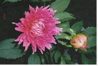 images/nature/62.jpg