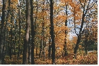 images/nature/63.jpg