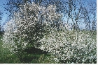 images/nature/67.jpg
