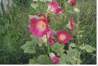 images/nature/70.jpg