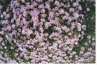 images/nature/71.jpg
