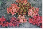 images/nature/72.jpg