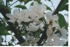 images/nature/73.jpg