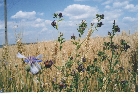 images/nature/74.jpg