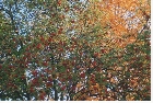 images/nature/75.jpg