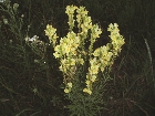 images/nature/8.jpg
